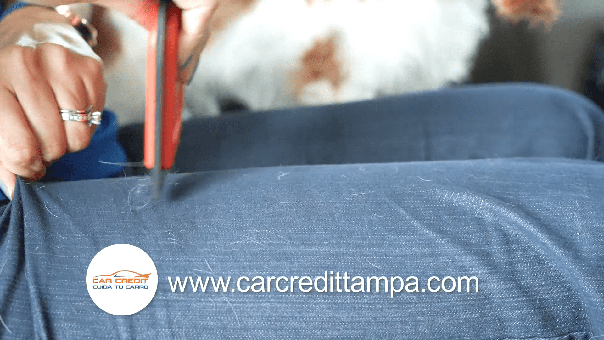 Las Mejores Rampas para Ayudar a los Perros a Subir y Bajar del Auto – Car  Credit, Inc.