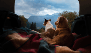 Planning your route and timing