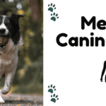Kendall hosts the Meridian Canine Rescue in Meridian, ID
