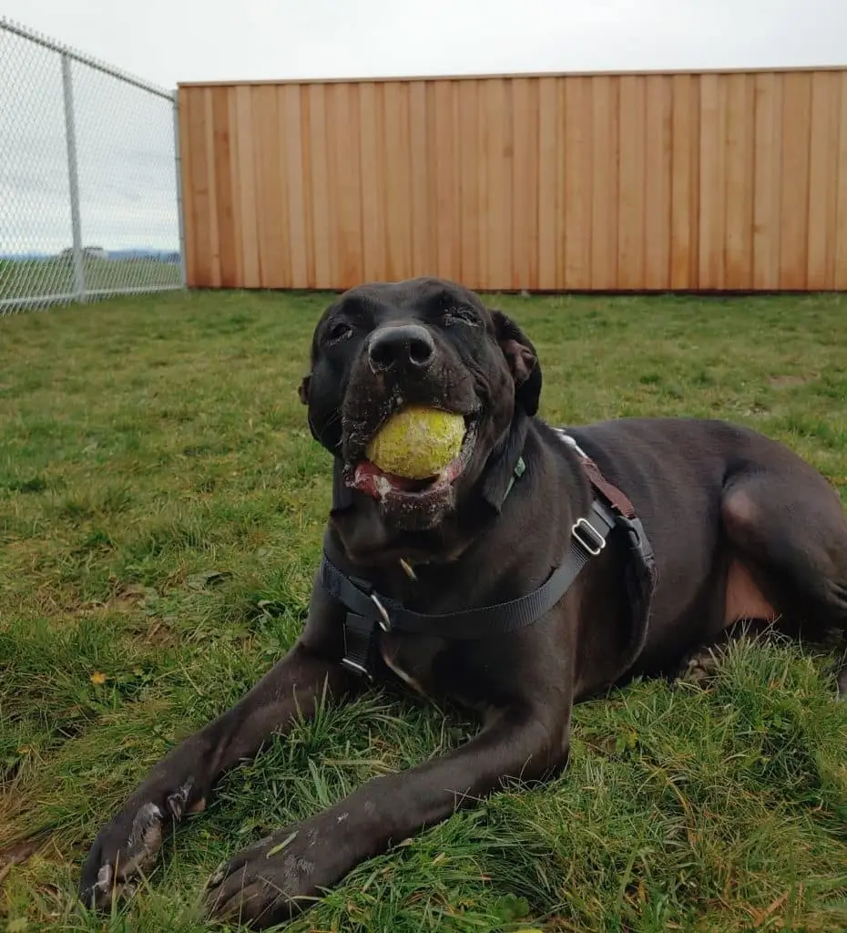 can a aidi and a cane corso be friends