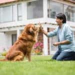 Man training his dog to give him a high-five