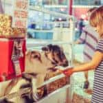little girl feeding animal at fair petting zoo
