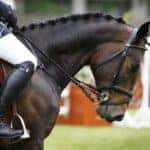 Horse Show