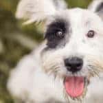 Fredericksburg Pet Show