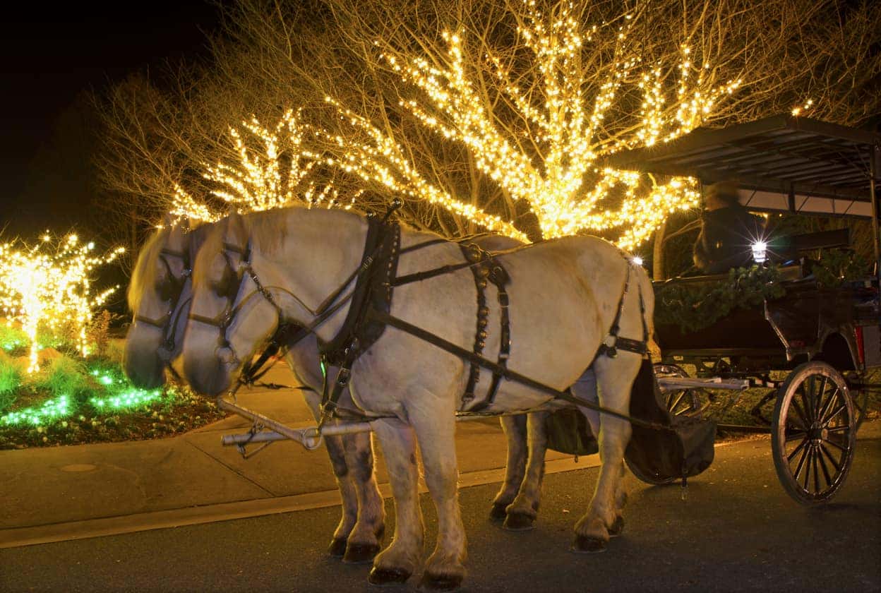 Holiday Carriage Rides In Fredericksburg! Safford Kia of Fredericksburg