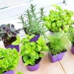 Herbs sitting in window sill ready to be planted.