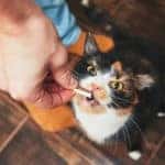 Young man gives his cat meat snack.