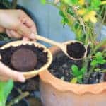 Coffee ground, Coffee residue is applied to the tree and is a natural fertilizer, Gardening hobby