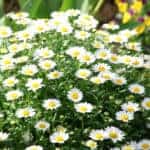 daisy chrysanthemum