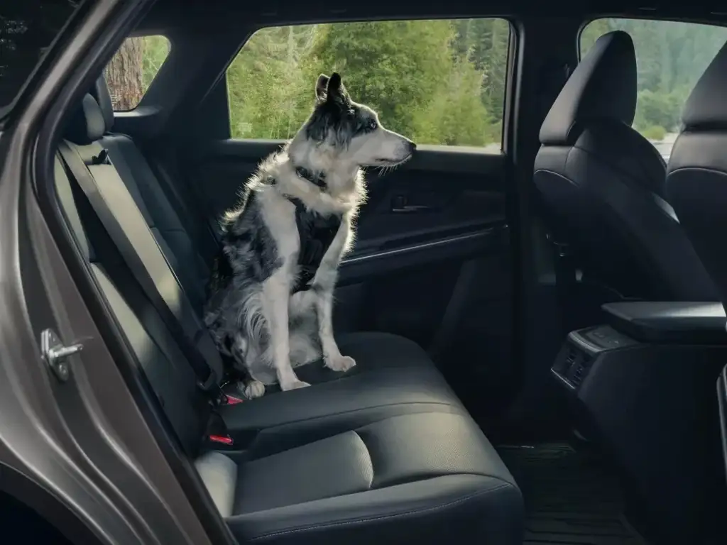 2026 Toyota bZ Woodland Interior